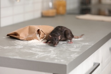 Photo of Rat near gnawed bag of flour on kitchen counter. Household pest