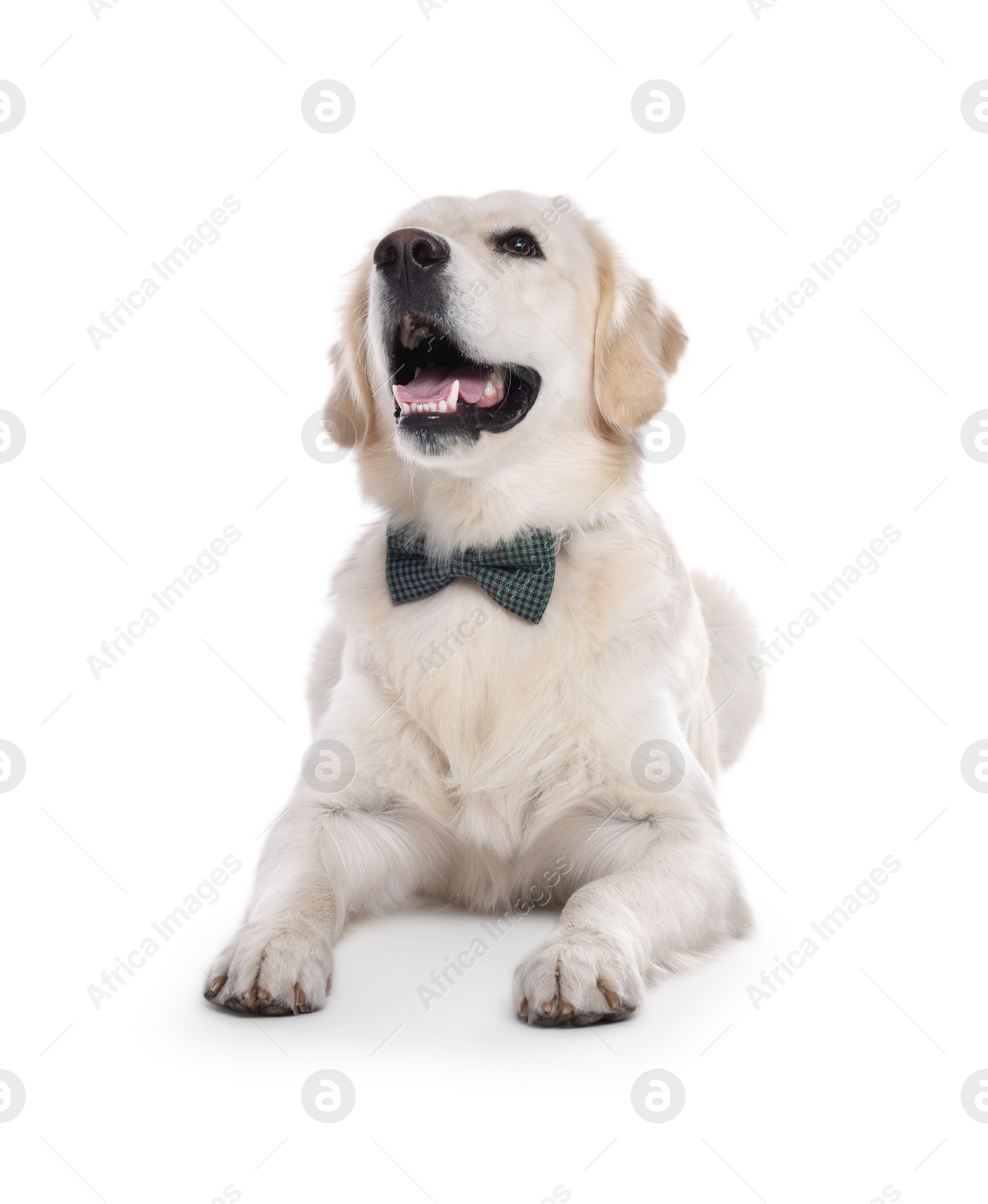 Photo of Cute Labrador Retriever with stylish bow tie on white background