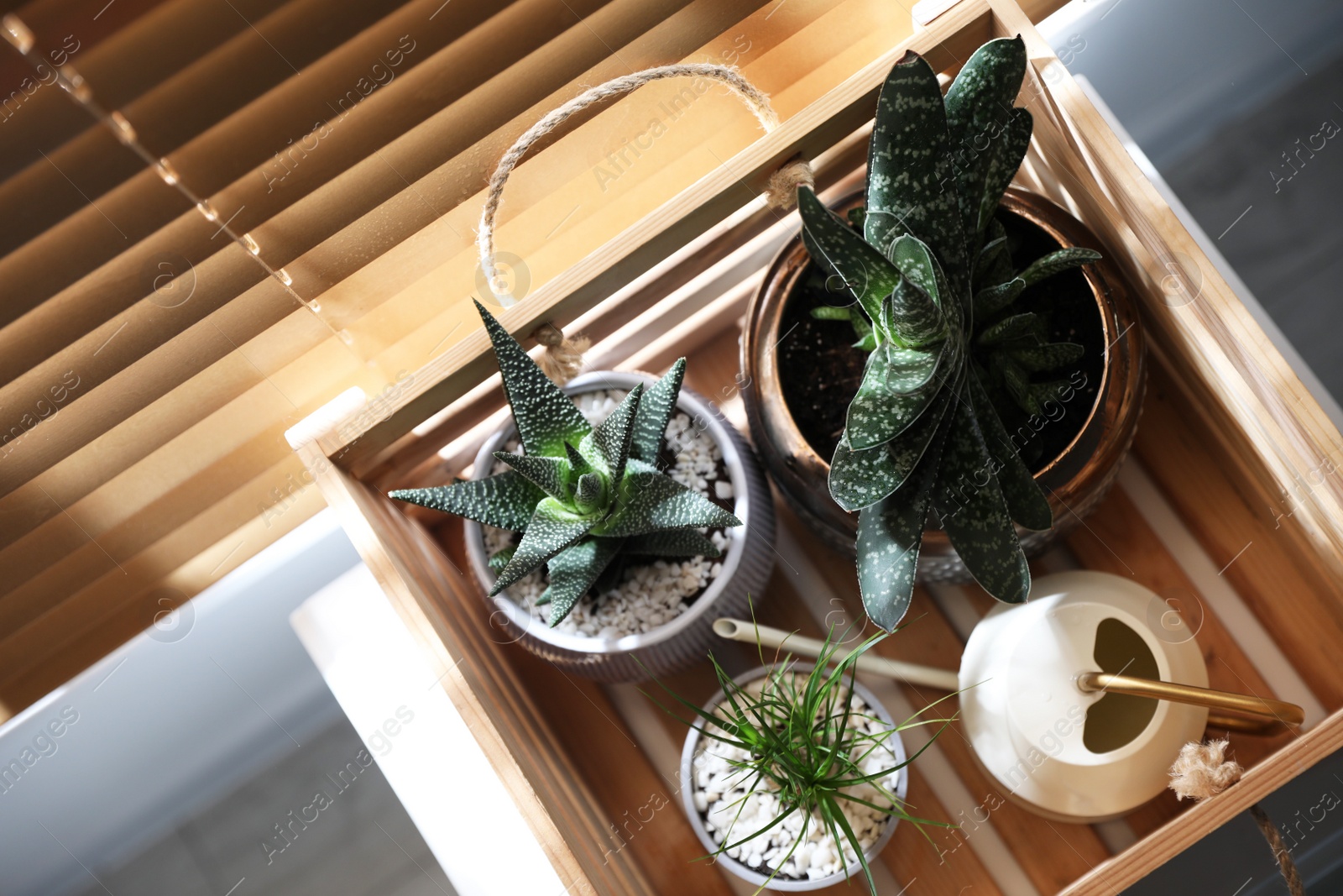 Photo of Beautiful potted plants and watering can near window, top view . Floral house decor