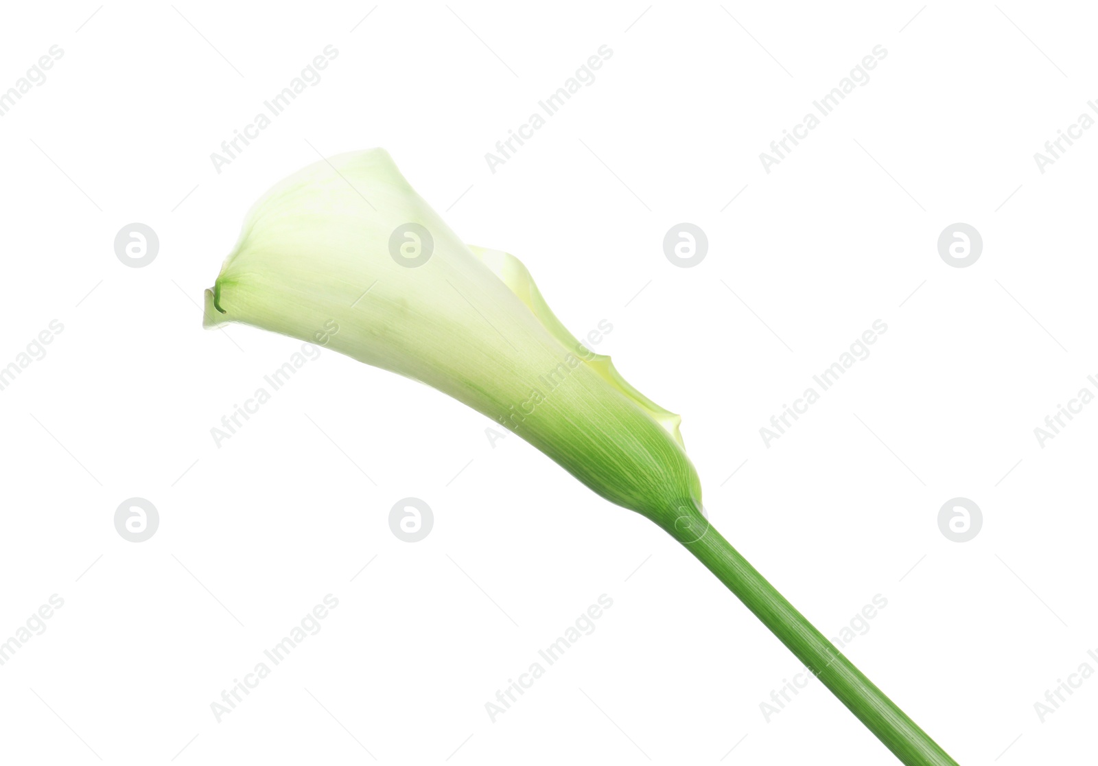 Photo of Beautiful calla lily flower on white background