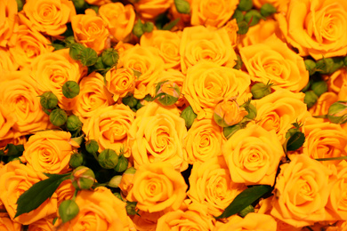 Photo of Beautiful yellow roses as background. Floral decor