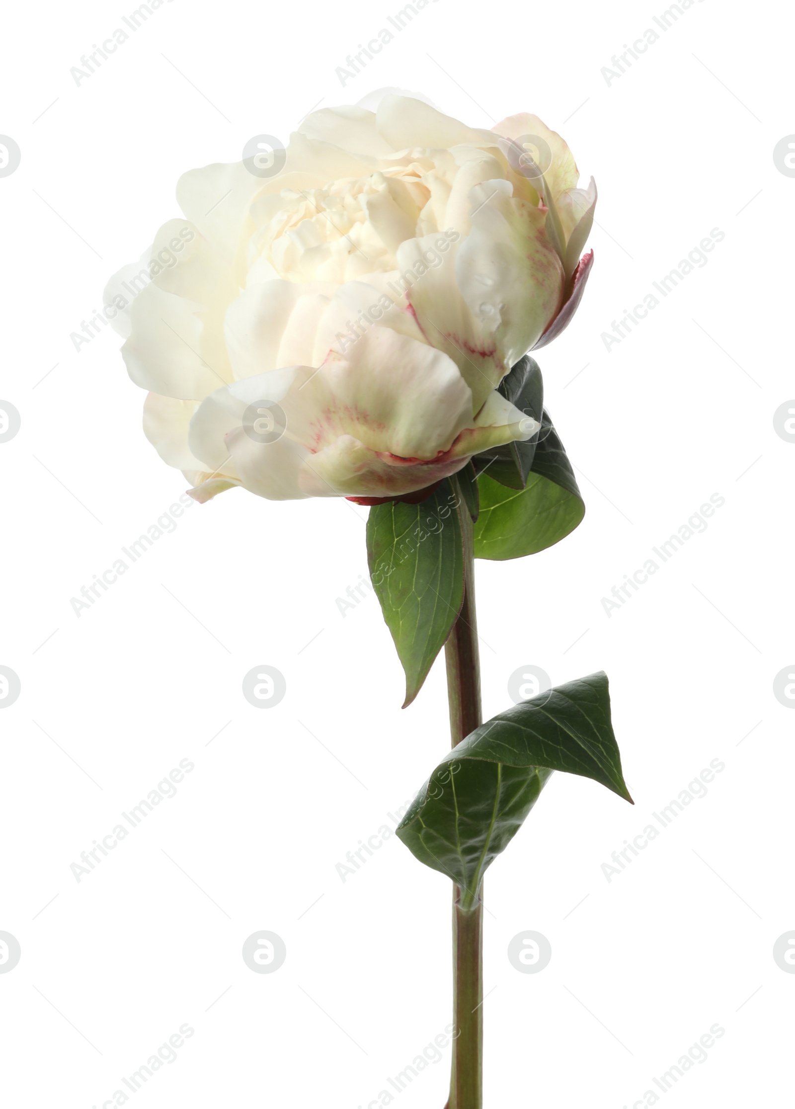 Photo of Beautiful fragrant peony flower isolated on white