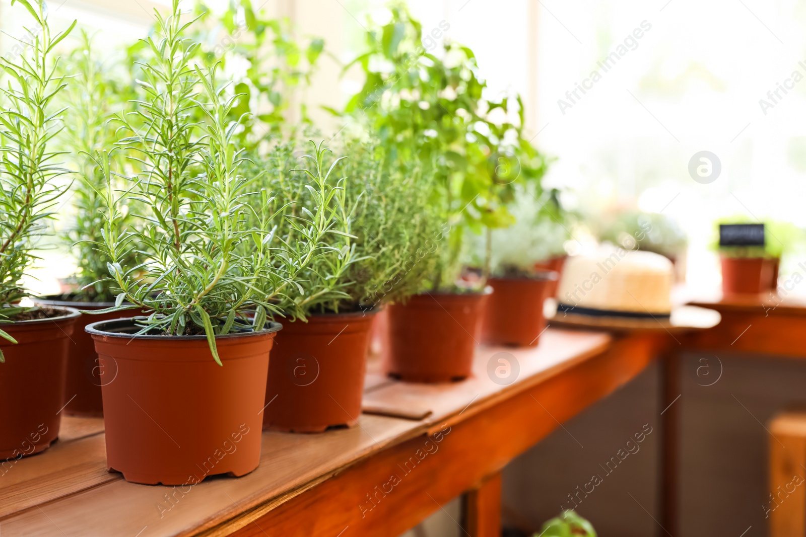 Photo of Fresh potted home plants on wooden sill at window, space for text