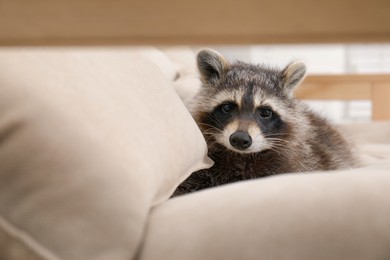 Cute funny raccoon resting on beige sofa