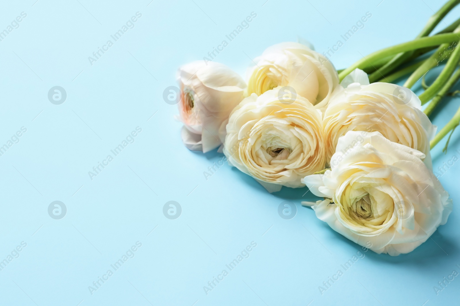 Photo of Beautiful ranunculus flowers on color background