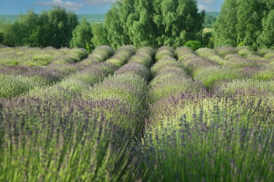 Photo of Beautiful view of blooming lavender growing in field