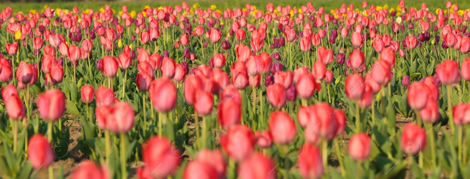 Photo of Field with fresh beautiful tulips. Blooming flowers