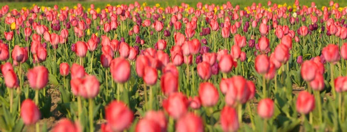 Field with fresh beautiful tulips. Blooming flowers