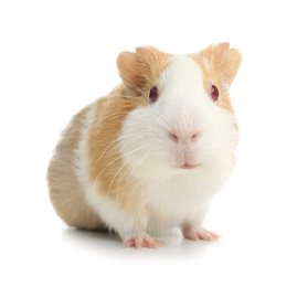 Photo of Cute funny guinea pig on white background