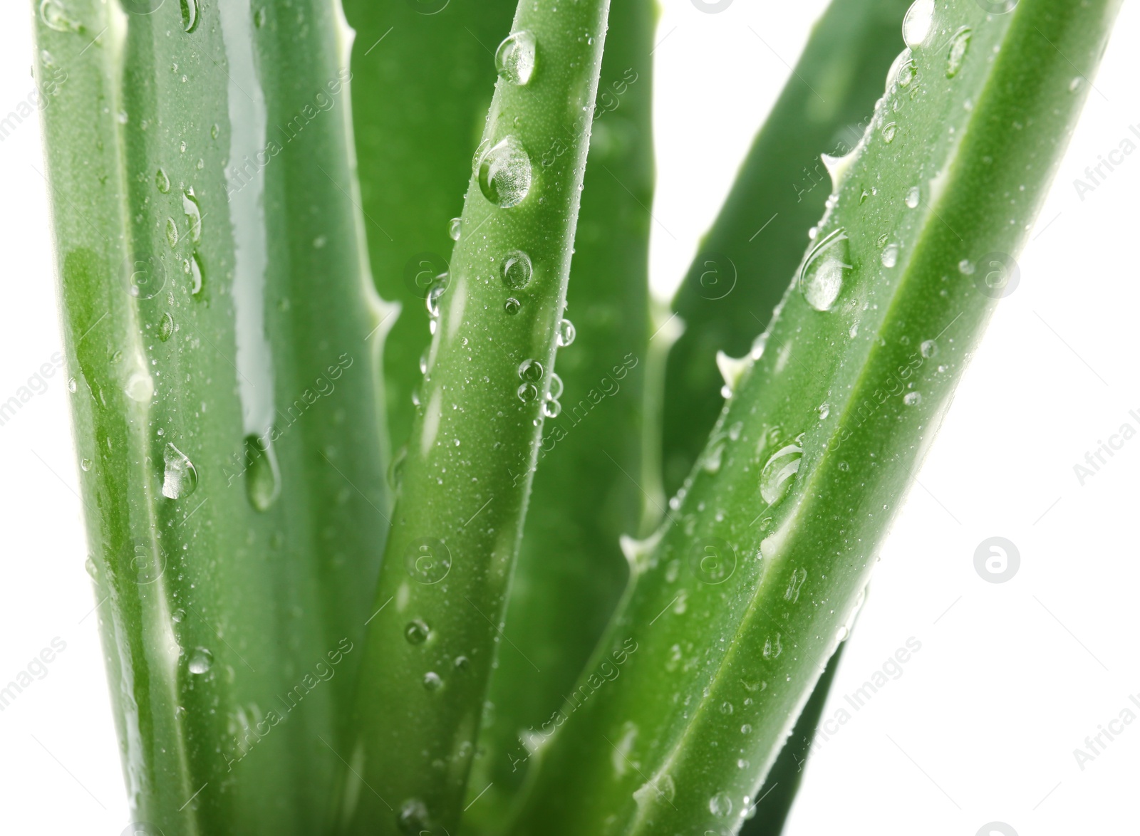 Photo of Leaves of aloe vera on white background, closeup