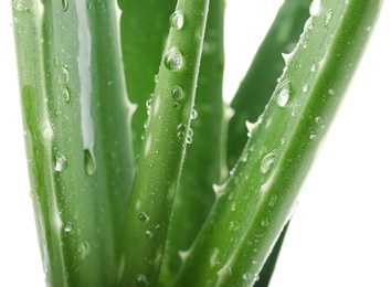 Photo of Leaves of aloe vera on white background, closeup