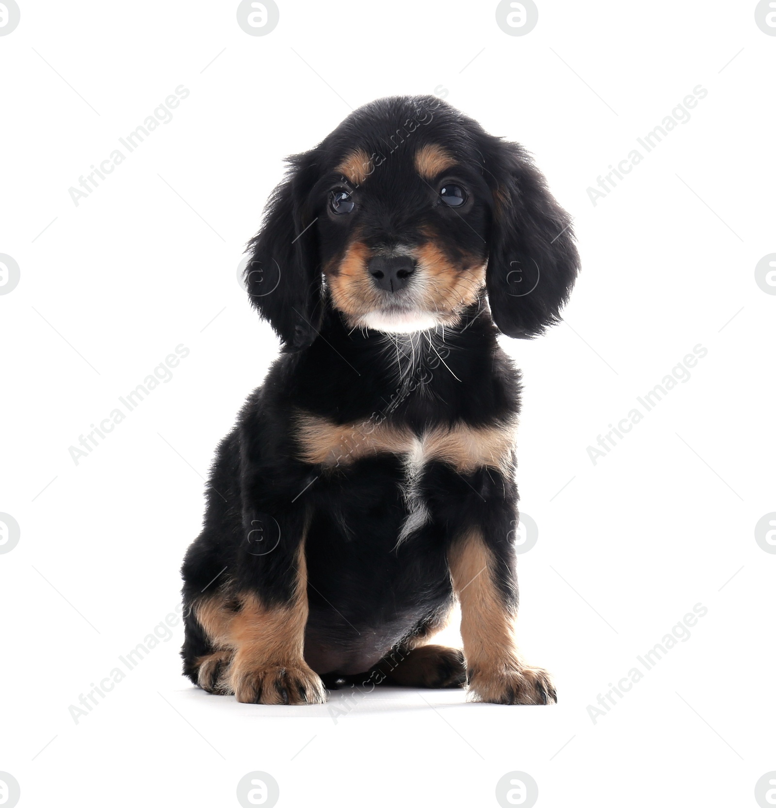 Photo of Cute English Cocker Spaniel puppy on white background