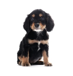 Photo of Cute English Cocker Spaniel puppy on white background