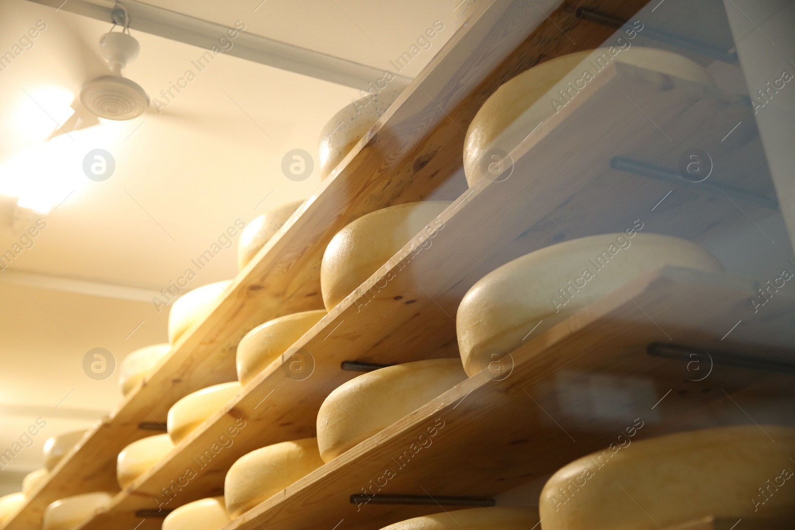 Photo of Fresh cheese heads on rack in factory warehouse