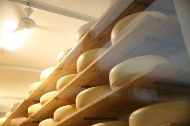 Photo of Fresh cheese heads on rack in factory warehouse