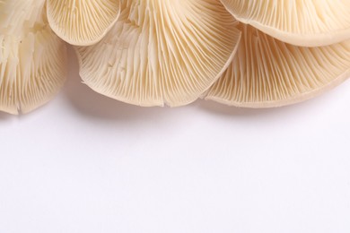 Photo of Fresh oyster mushrooms on white background, top view. Space for text