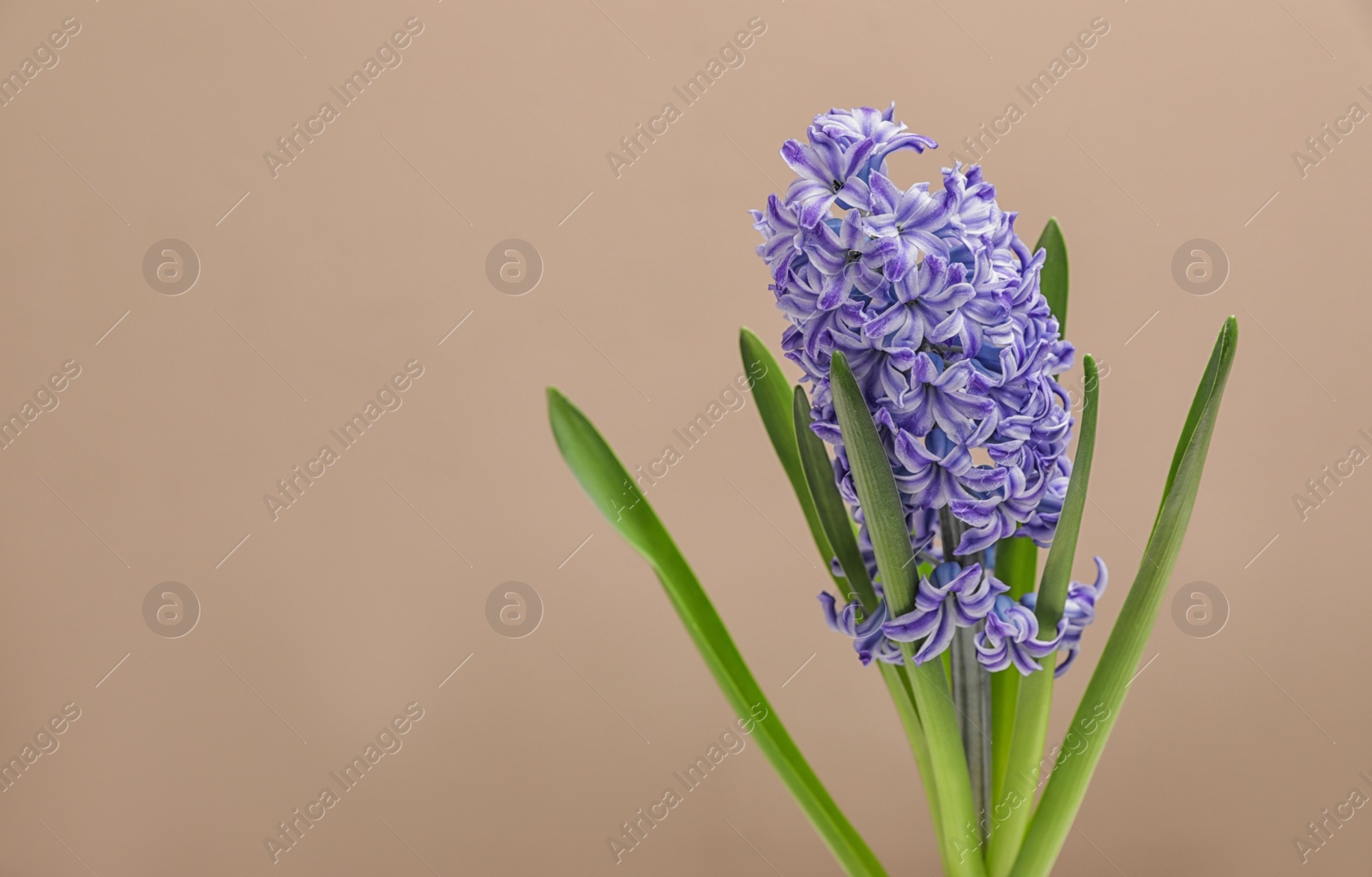 Photo of Beautiful hyacinth on color background, space for text. Spring flower