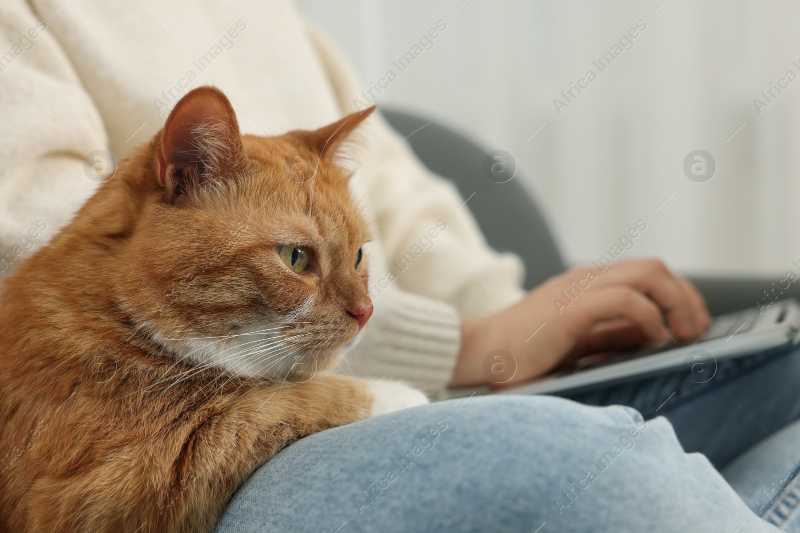 Photo of Woman working with laptop at home, closeup. Cute cat sitting near owner