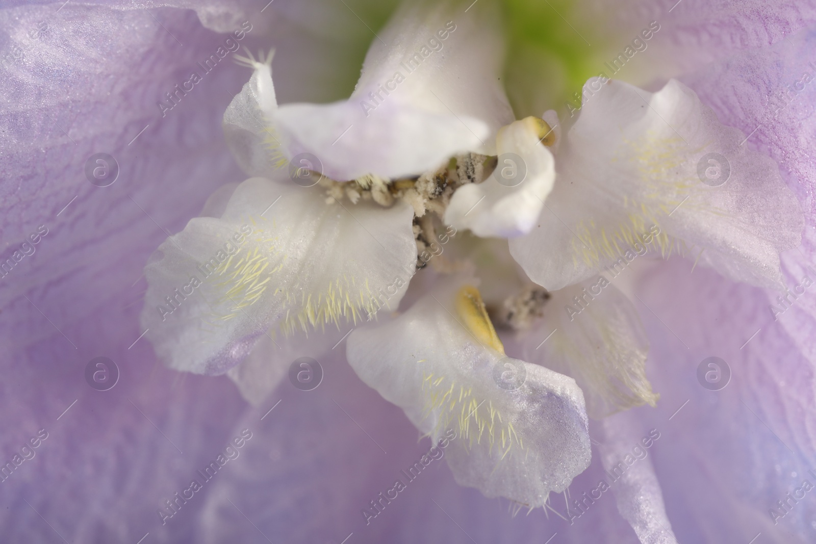 Photo of Beautiful purple Delphinium flower as background, macro view