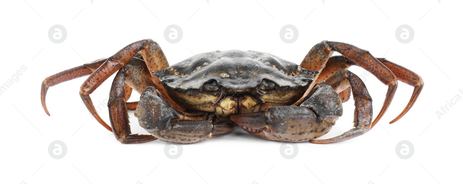 Photo of One fresh raw crab isolated on white