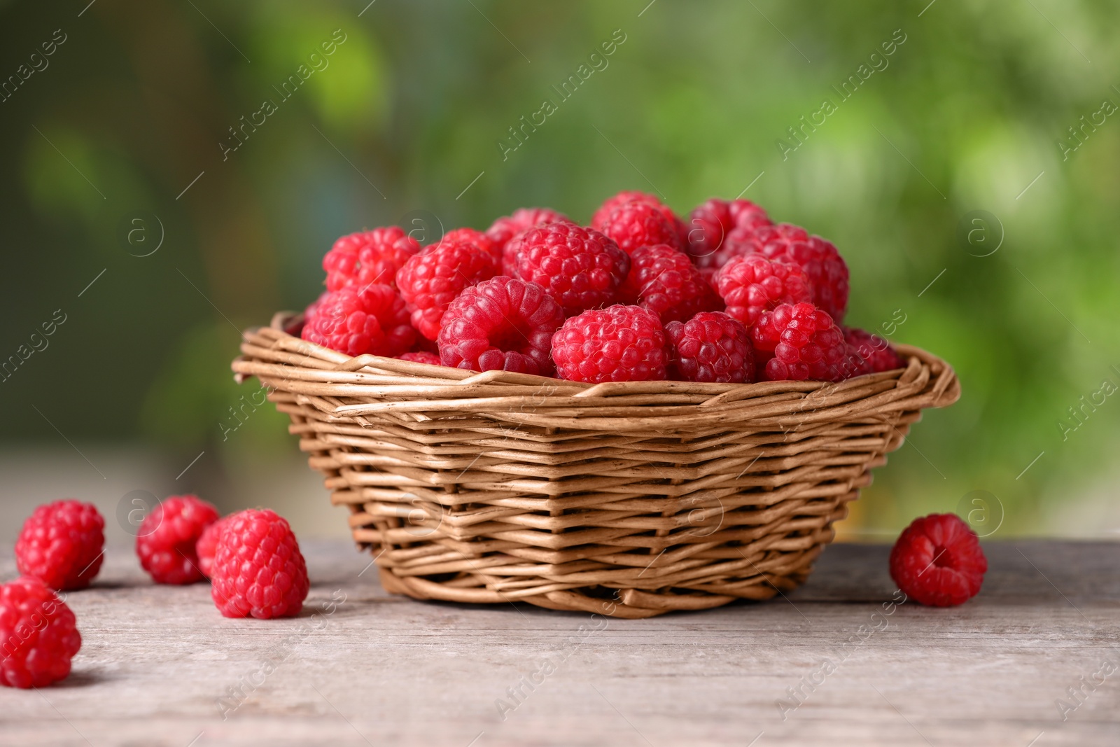 Photo of Wicker basket with tasty ripe raspberries on wooden table against blurred green background, closeup