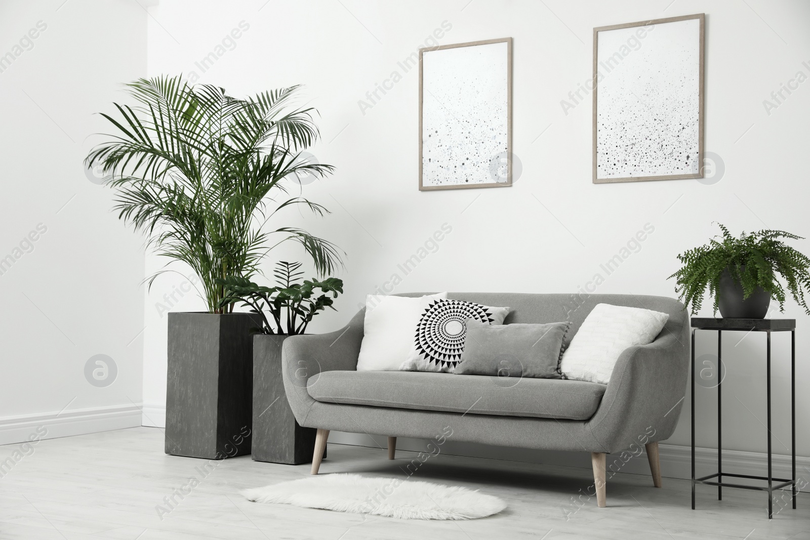 Photo of Beautiful potted plants in modern living room