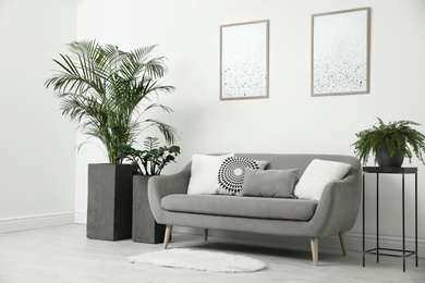 Photo of Beautiful potted plants in modern living room