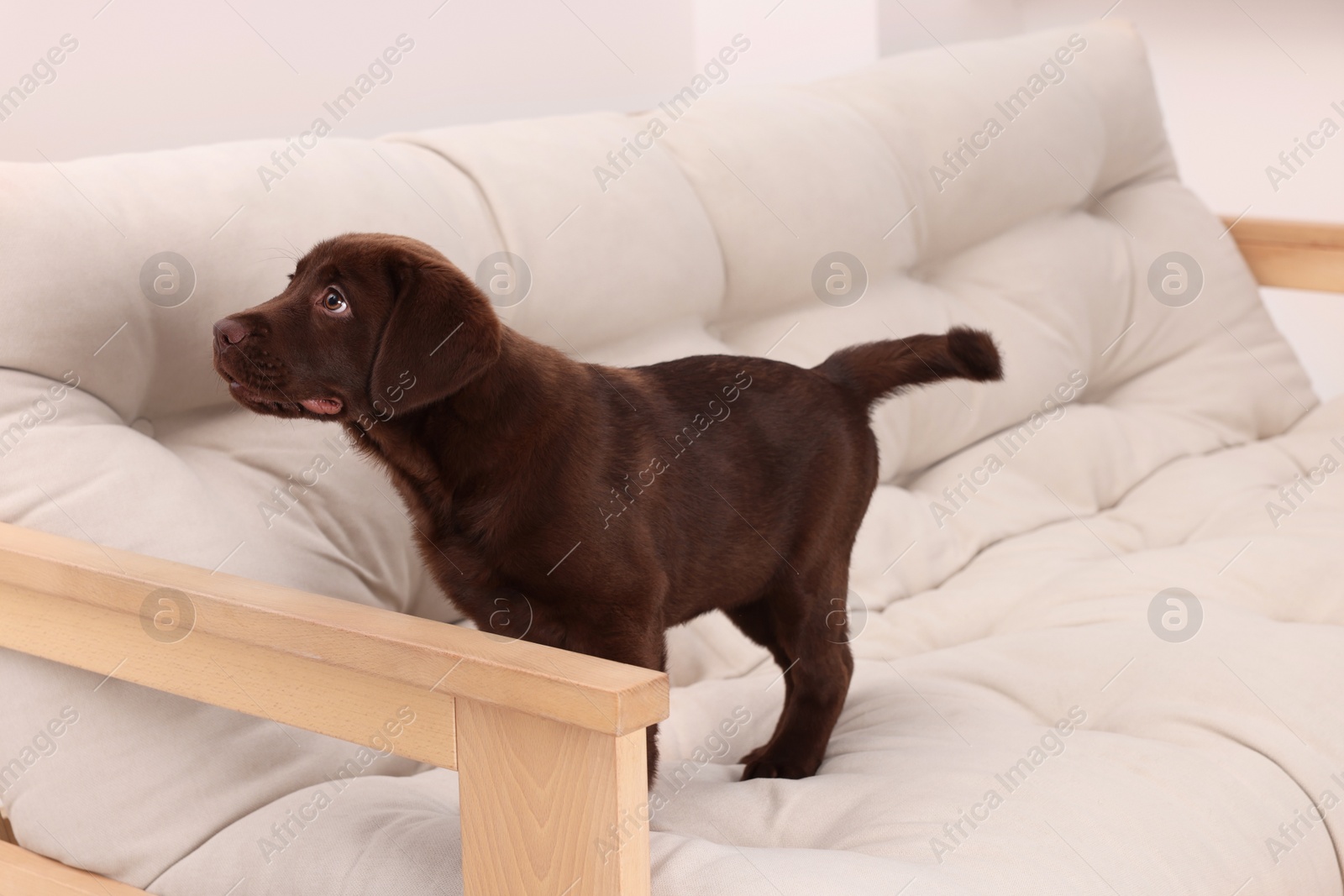 Photo of Cute chocolate Labrador Retriever puppy on beige sofa indoors. Lovely pet