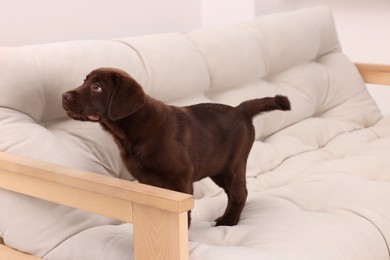 Photo of Cute chocolate Labrador Retriever puppy on beige sofa indoors. Lovely pet
