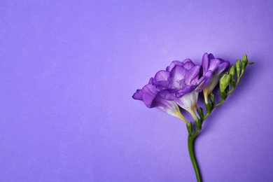 Photo of Beautiful freesia on color background