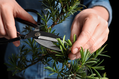 Photo of Woman trimming Japanese bonsai plant, closeup. Creating zen atmosphere at home