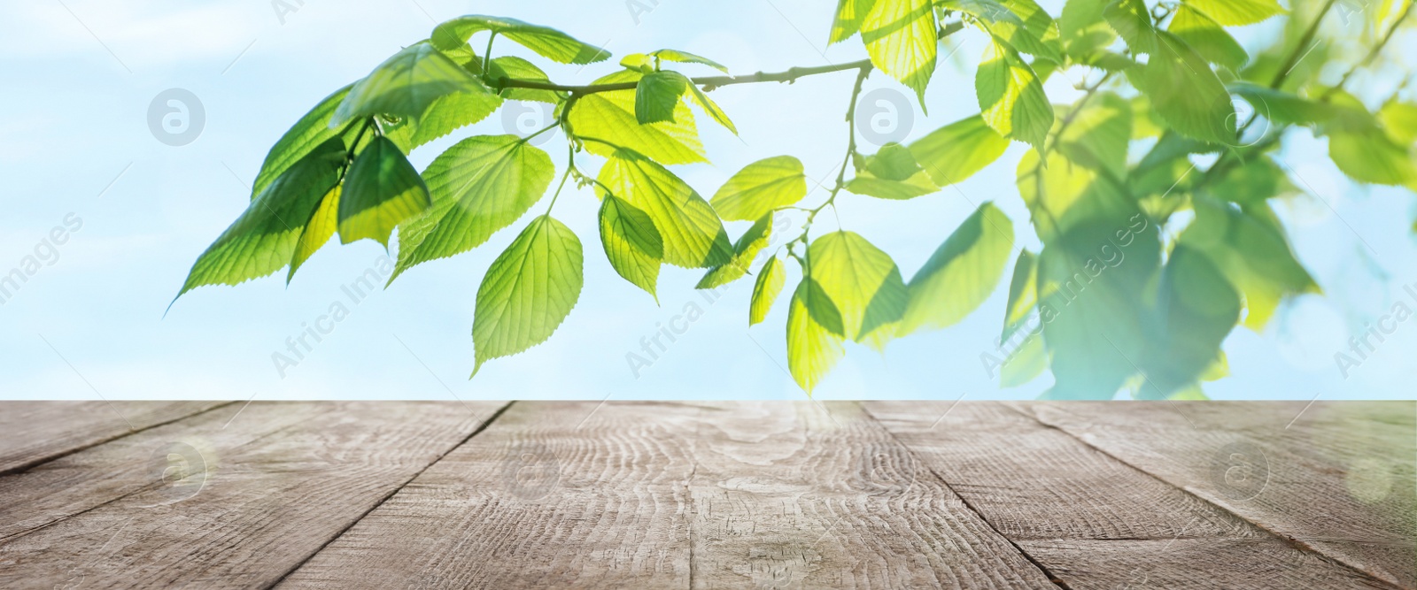 Image of Wooden table and tree branch with green leaves on sunny day. Springtime