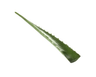 One aloe vera leaf isolated on white