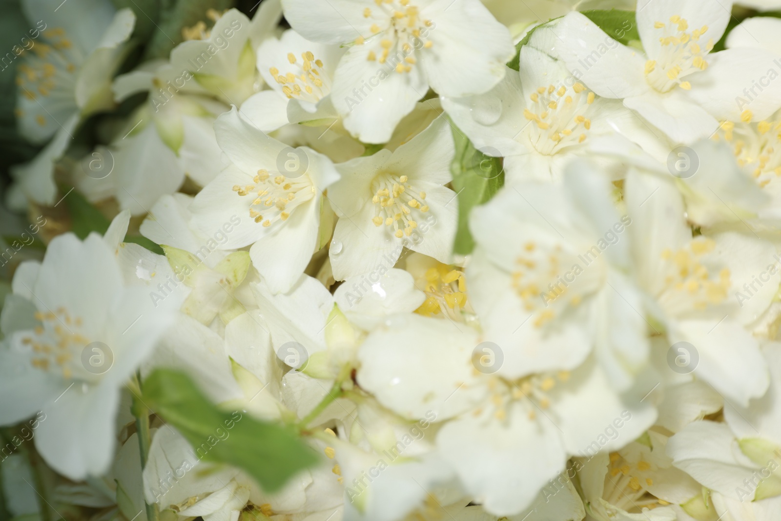 Photo of Beautiful jasmine flowers as background, top view