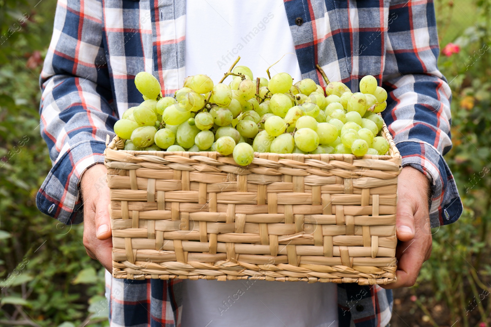 Photo of Farmer holding wicker basket with ripe grapes in vineyard, closeup