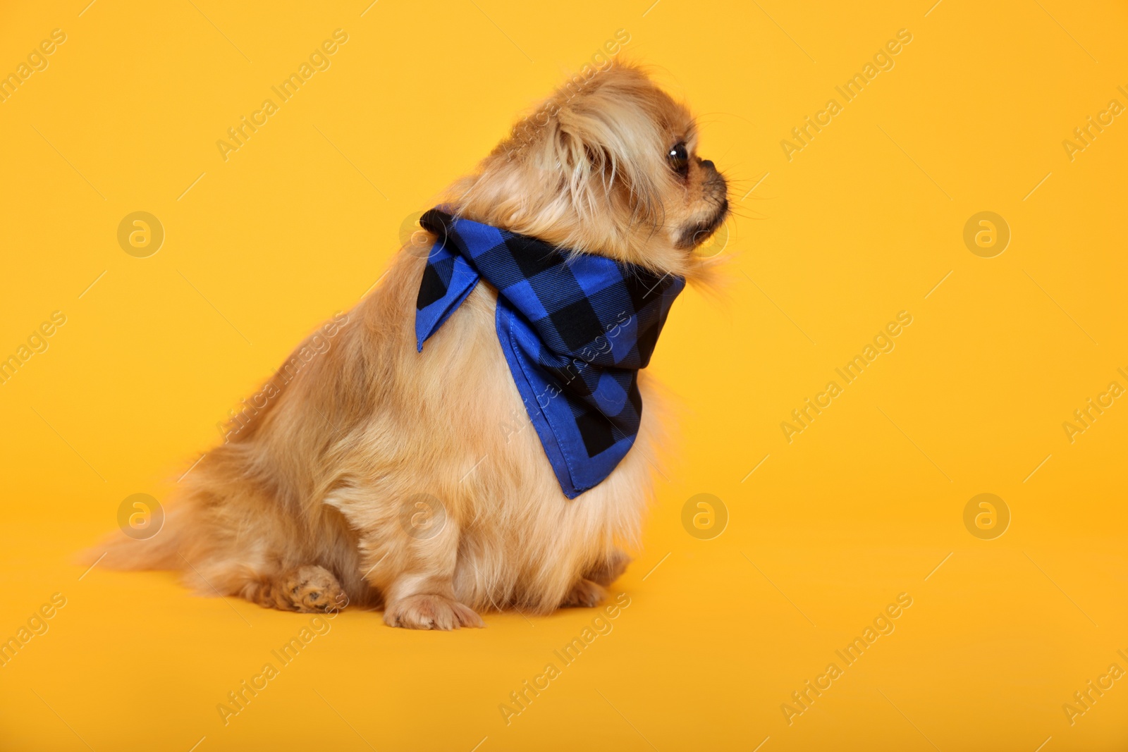 Photo of Cute Pekingese dog with bandana on yellow background. Space for text