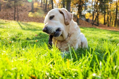 Cute Labrador Retriever dog playing with stick on green grass in sunny autumn park
