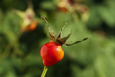 Photo of Ripe rose hip berry outdoors on sunny day, closeup