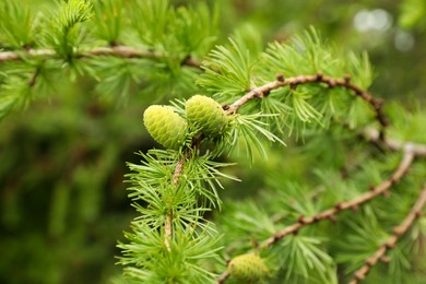 Photo of Fir tree branch with green cones outdoors, closeup