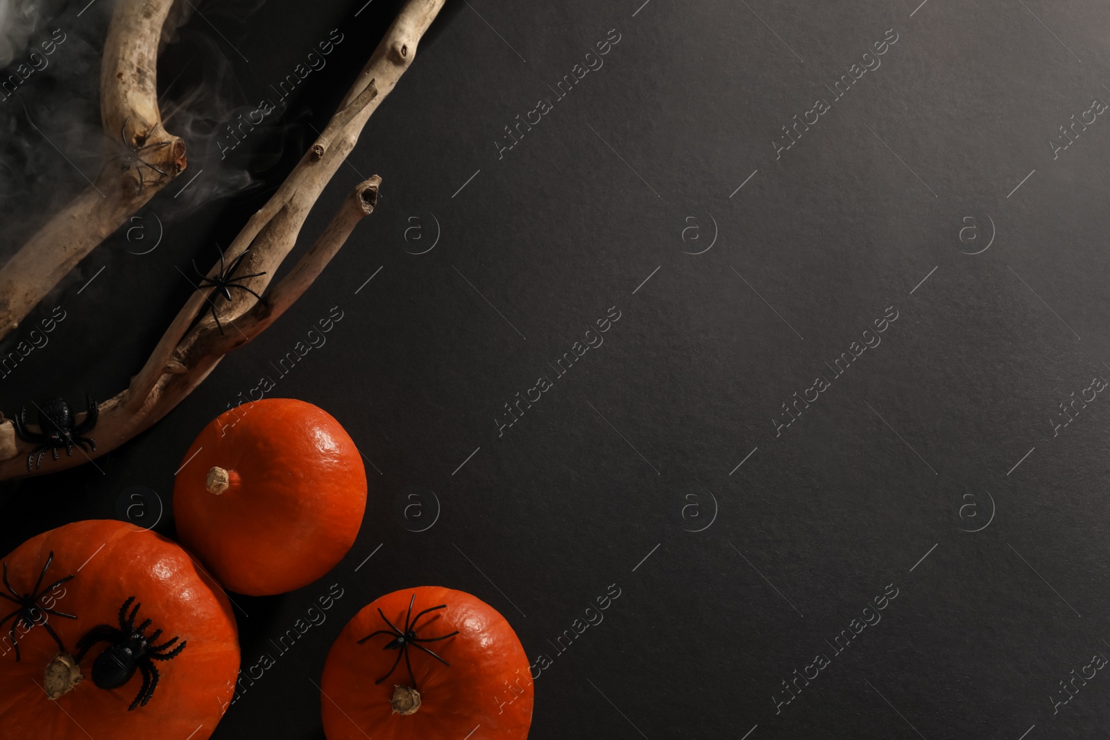 Photo of Halloween composition with pumpkins, decorative spiders and wooden branch on black background, flat lay. Space for text