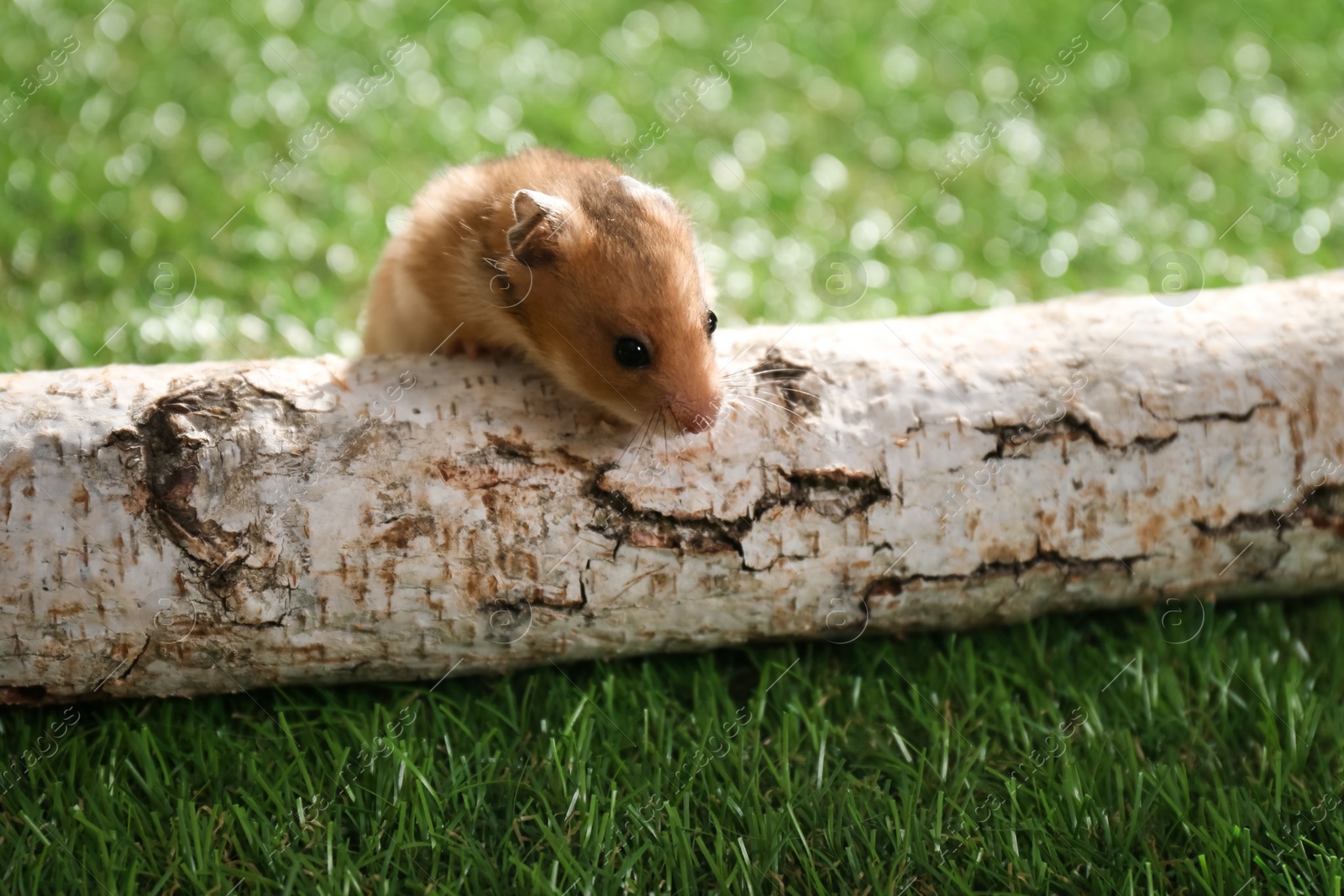 Photo of Cute little hamster outdoors on sunny day