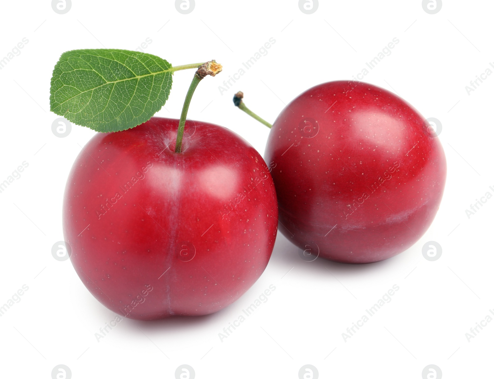 Photo of Delicious ripe cherry plums with leaf on white background