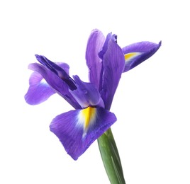 Photo of Beautiful violet iris flower isolated on white