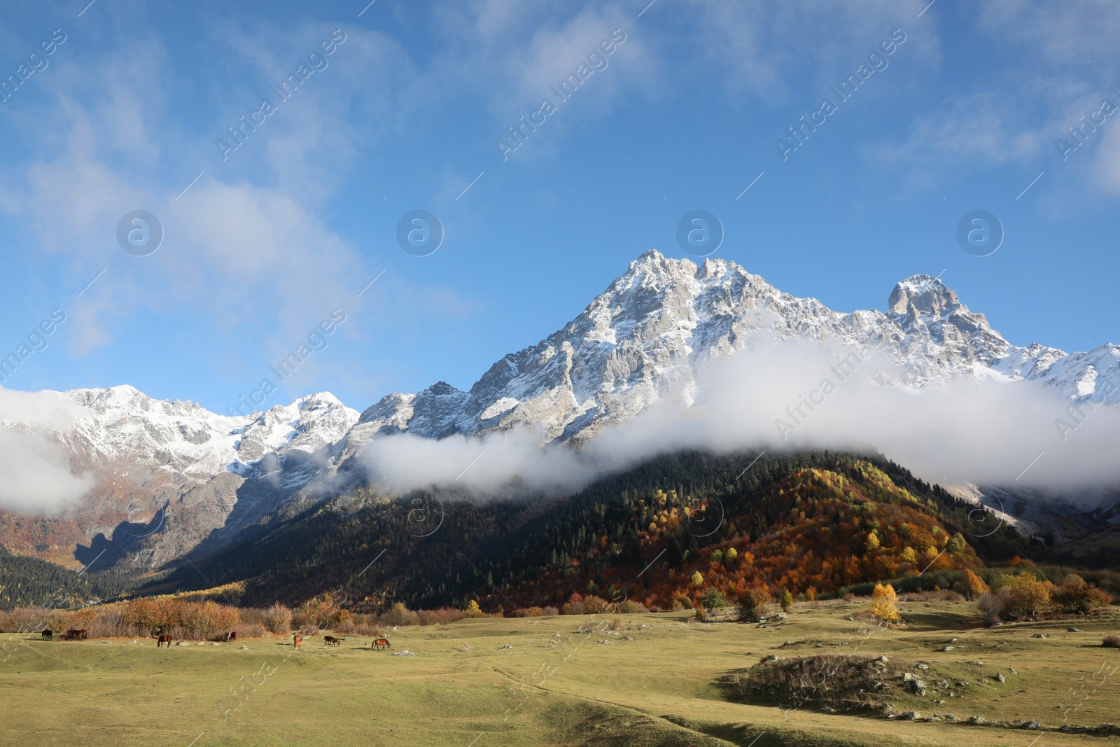 Photo of Picturesque view of high mountains with forest, horses grazing on meadow