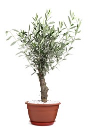 Photo of Beautiful young potted olive tree isolated on white