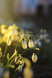 Fresh blooming snowdrops growing outdoors. Spring flowers