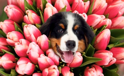 Adorable Bernese Mountain Dog puppy surrounded by beautiful tulips. Spring mood