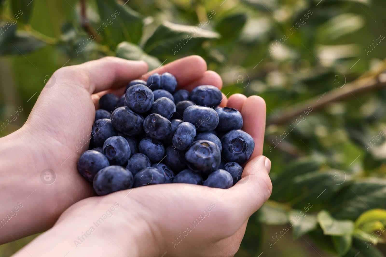 Photo of Woman holding heap of wild blueberries outdoors, closeup. Seasonal berries