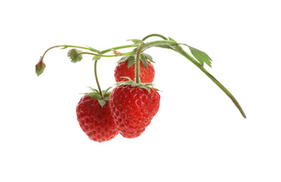 Ripe strawberries on stem against white background