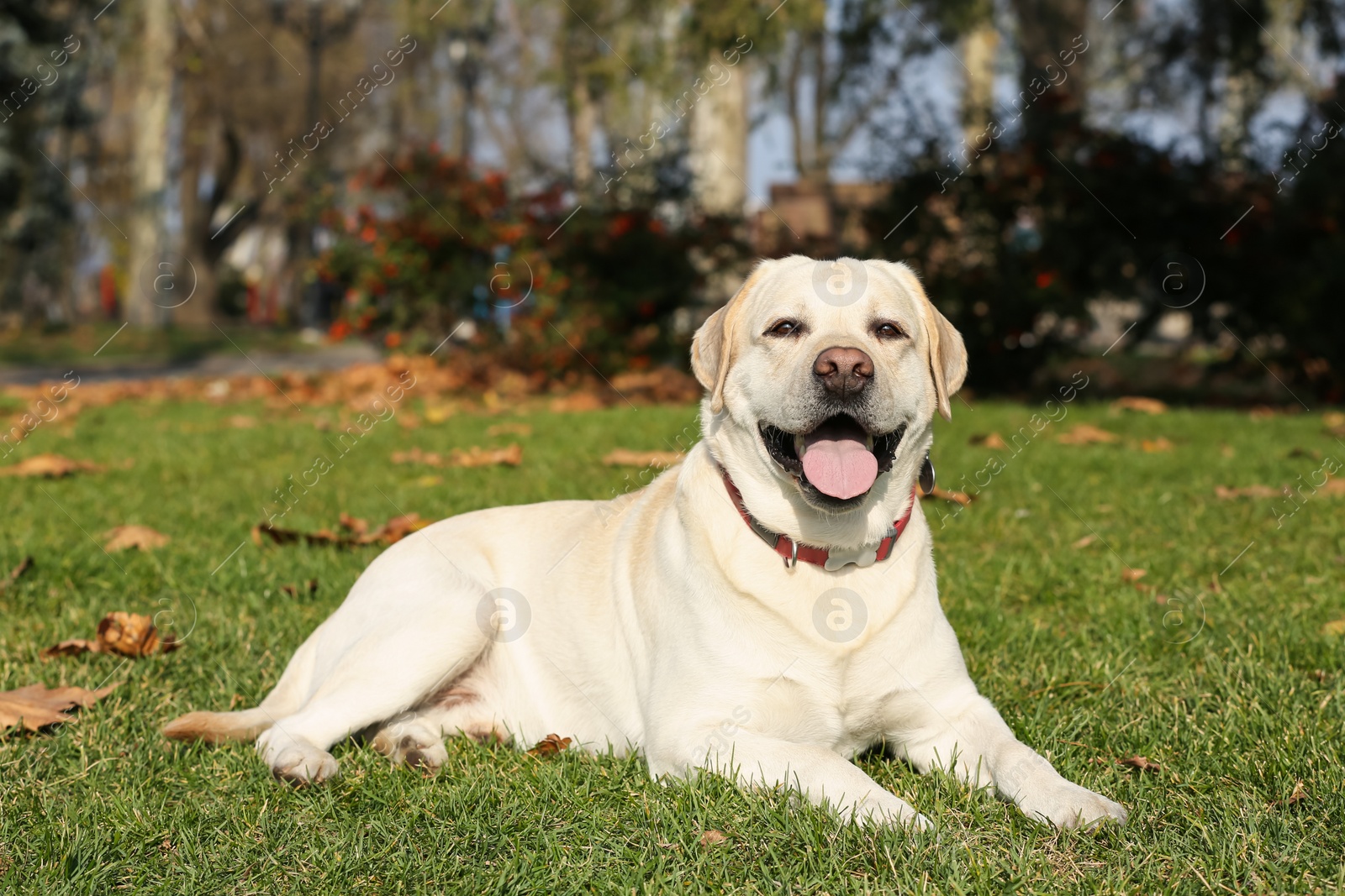 Photo of Yellow Labrador lying in park on sunny day